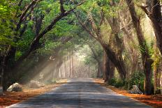 Abstract Background of Route and Journey amidst the Big Tree and Beautiful Nature-bundit jonwises-Photographic Print