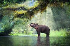 Wild Elephant in the Beautiful Forest at Kanchanaburi Province in Thailand, (With Clipping Path)-bundit jonwises-Photographic Print