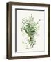 Bundle of Greens-Enya Todd-Framed Art Print