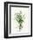 Bundle of Greens-Enya Todd-Framed Art Print