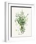 Bundle of Greens-Enya Todd-Framed Art Print