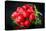 Bundle of Red Radish-Rawlik-Stretched Canvas