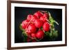 Bundle of Red Radish-Rawlik-Framed Photographic Print