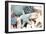 Bundle of Shells I-Susan Bryant-Framed Premium Photographic Print