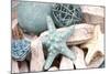 Bundle of Shells I-Susan Bryant-Mounted Photographic Print