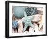 Bundle of Shells I-Susan Bryant-Framed Photographic Print