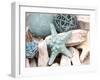 Bundle of Shells I-Susan Bryant-Framed Photographic Print