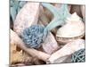 Bundle of Shells II-Susan Bryant-Mounted Photographic Print