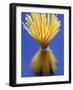 Bundle of Spaghetti-Marc O^ Finley-Framed Photographic Print