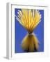 Bundle of Spaghetti-Marc O^ Finley-Framed Photographic Print