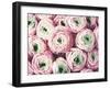 Bundle of Sweetness-Lupen Grainne-Framed Photographic Print