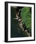 Bungee Jumping, Feather River, California, USA-null-Framed Photographic Print