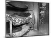 Bunkrooms in New York Tenement House-null-Mounted Photographic Print