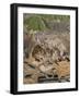 Bunnies-Rusty Frentner-Framed Giclee Print