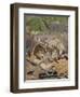 Bunnies-Rusty Frentner-Framed Premium Giclee Print