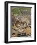 Bunnies-Rusty Frentner-Framed Premium Giclee Print