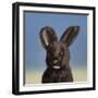 Bunny, 2017,-Peter Jones-Framed Giclee Print