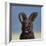 Bunny, 2017,-Peter Jones-Framed Giclee Print