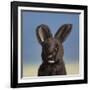 Bunny, 2017,-Peter Jones-Framed Giclee Print