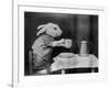 Bunny Coffee Break-null-Framed Photographic Print