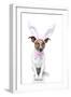 Bunny Dog Easter-Javier Brosch-Framed Photographic Print