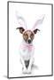 Bunny Dog Easter-Javier Brosch-Mounted Photographic Print