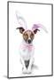 Bunny Dog Easter-Javier Brosch-Mounted Photographic Print