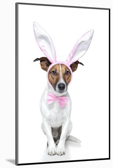 Bunny Dog Easter-Javier Brosch-Mounted Photographic Print