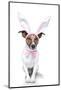 Bunny Dog Easter-Javier Brosch-Mounted Photographic Print