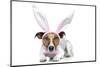 Bunny Dog Easter-Javier Brosch-Mounted Photographic Print