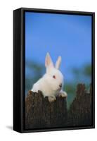 Bunny Peeking over a Fence-DLILLC-Framed Stretched Canvas