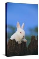 Bunny Peeking over a Fence-DLILLC-Stretched Canvas