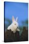 Bunny Peeking over a Fence-DLILLC-Stretched Canvas