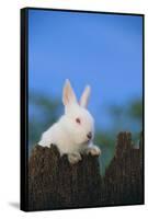 Bunny Peeking over a Fence-DLILLC-Framed Stretched Canvas