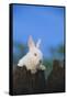 Bunny Peeking over a Fence-DLILLC-Framed Stretched Canvas