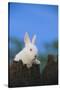 Bunny Peeking over a Fence-DLILLC-Stretched Canvas