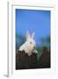 Bunny Peeking over a Fence-DLILLC-Framed Photographic Print