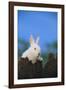 Bunny Peeking over a Fence-DLILLC-Framed Photographic Print