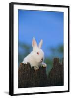 Bunny Peeking over a Fence-DLILLC-Framed Photographic Print