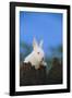 Bunny Peeking over a Fence-DLILLC-Framed Photographic Print