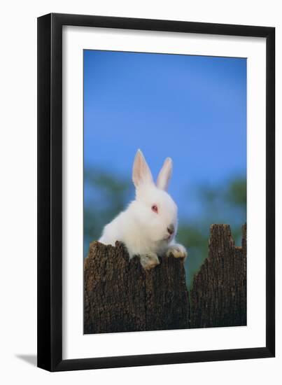 Bunny Peeking over a Fence-DLILLC-Framed Photographic Print