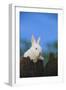 Bunny Peeking over a Fence-DLILLC-Framed Photographic Print