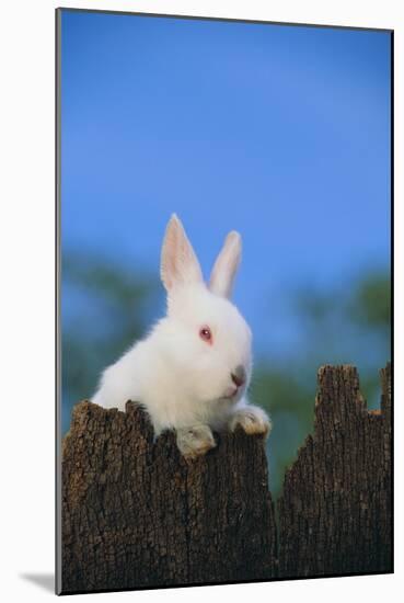 Bunny Peeking over a Fence-DLILLC-Mounted Photographic Print