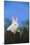 Bunny Peeking over a Fence-DLILLC-Mounted Photographic Print