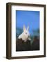 Bunny Peeking over a Fence-DLILLC-Framed Photographic Print