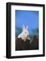 Bunny Peeking over a Fence-DLILLC-Framed Photographic Print