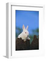Bunny Peeking over a Fence-DLILLC-Framed Photographic Print