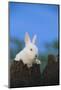 Bunny Peeking over a Fence-DLILLC-Mounted Photographic Print