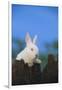 Bunny Peeking over a Fence-DLILLC-Framed Photographic Print