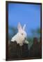 Bunny Peeking over a Fence-DLILLC-Framed Photographic Print